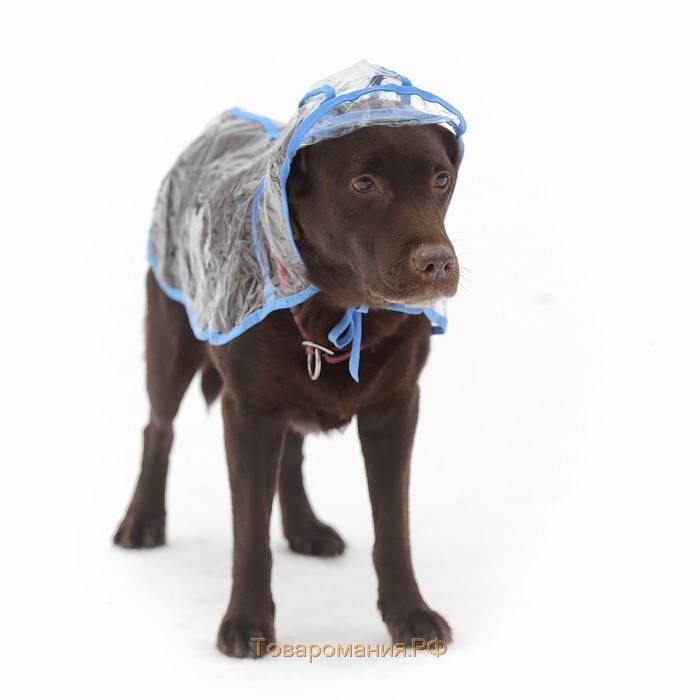 Дождевик с капюшоном для собак OSSO, р. 75 (ДС 75 см), прозрачный, окантовка микс цветов